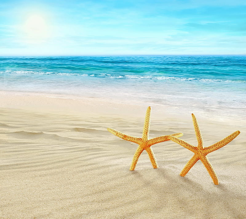 Starfish Family, beach, sand, sea, HD wallpaper