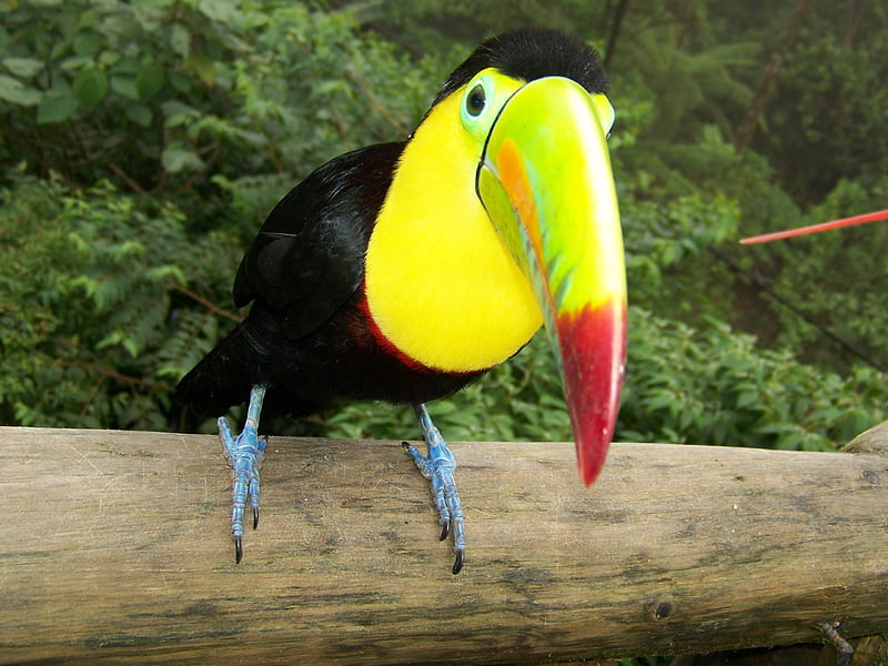 Toucans, toucans, birds, forest, HD wallpaper