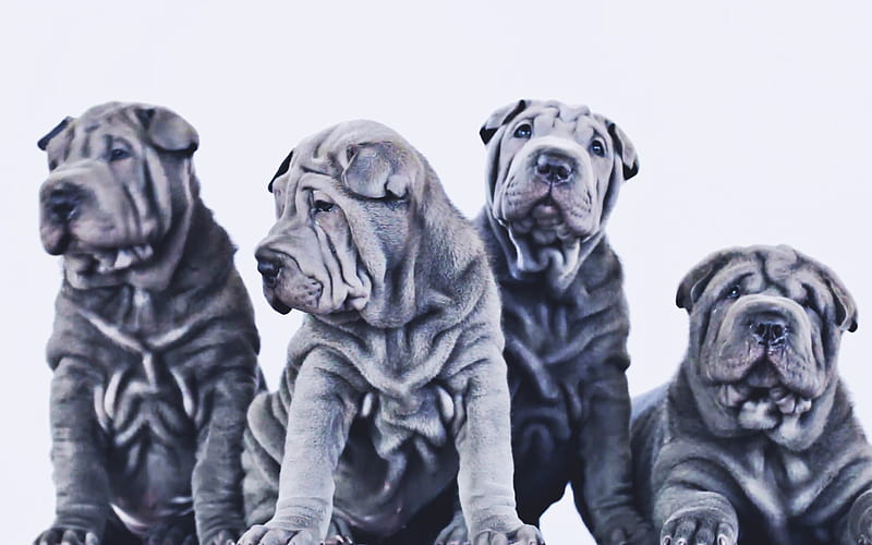 Gray Shar Pei, family, cute dogs, pets, puppies, R, Shar Pei, cute animals, dogs, Shar Pei Dog, HD wallpaper