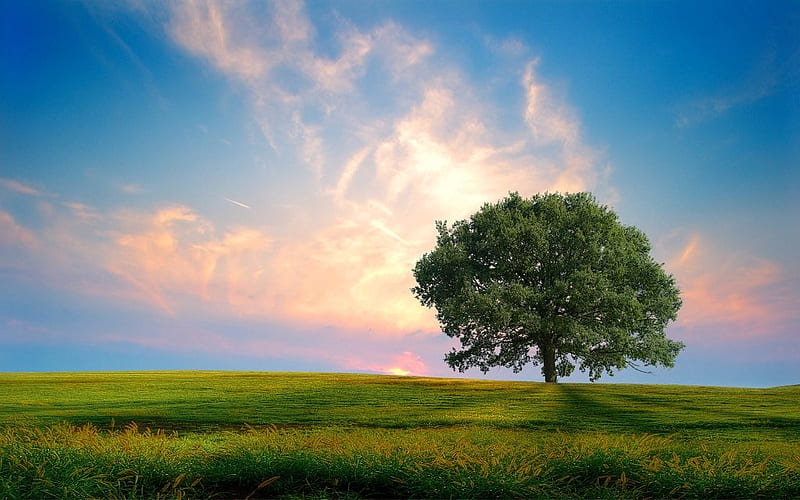 Summer Alone Tree, sun, grass, bonito, sunset, sky, clouds, tree, alone, summer, nature, season, field, blue, HD wallpaper