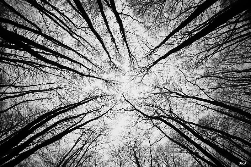 trees, branches, bottom view, sky, black and white, HD wallpaper