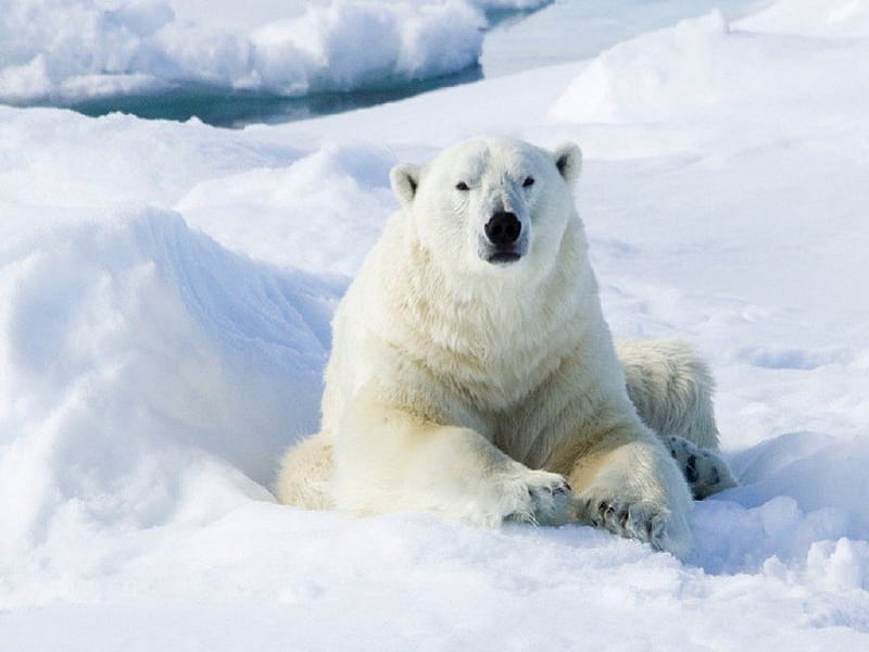 Polar Bear, Barents Sea, Canada, sun, bear, animal, cold, polar, fur, nose, legs, winter, snow, large, day, nature, eyes, white, frozen, canada, HD wallpaper