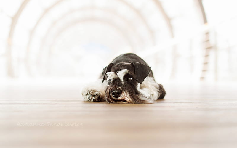Miniature Schnauzer Dog, close-up, sad dog, cute animals, pets, white-black dog, Miniature Schnauzer, HD wallpaper