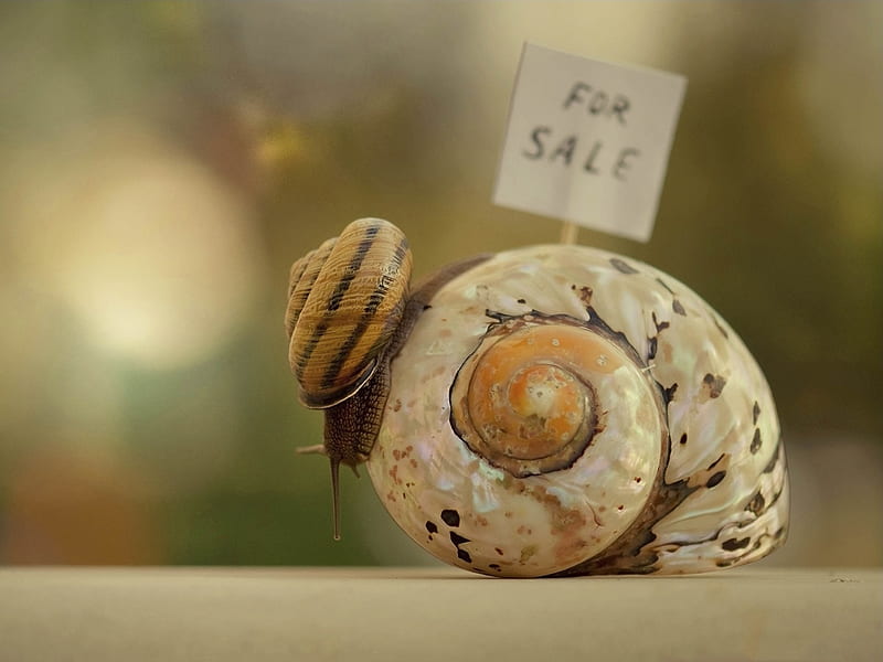 For Sale, house, shell, snail, snail shell, funny, HD wallpaper