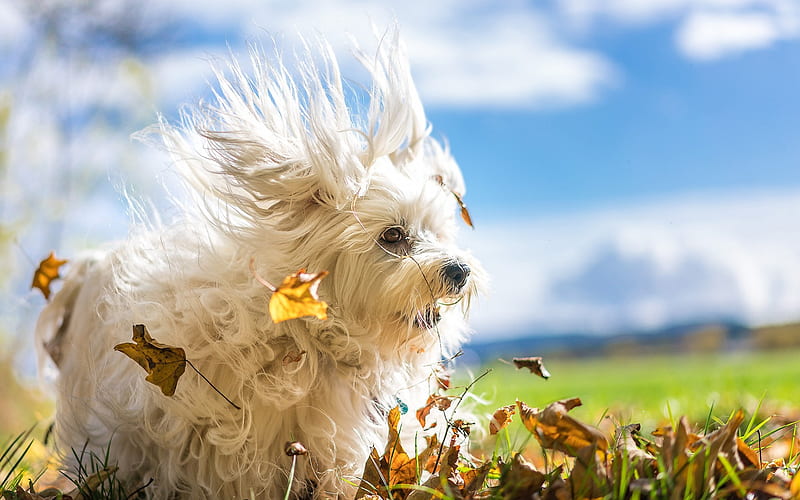 Havana bichon, white fluffy dog, cute animals, autumn, dogs, HD wallpaper