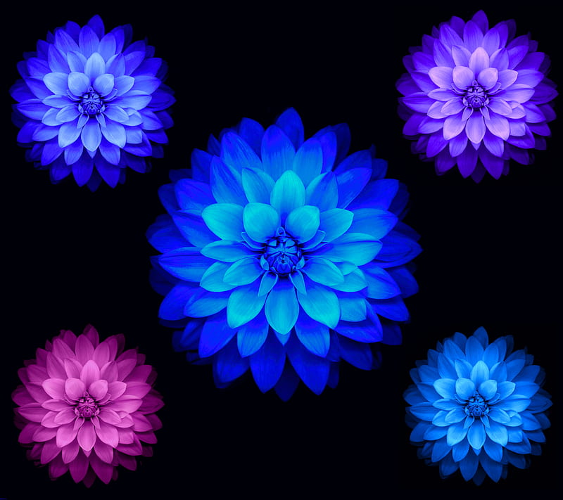 iOS Lotus Flower 1, abstract, apple, blue, flowers, pink, purple, HD wallpaper