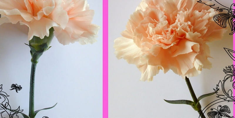 CARNATIONS, flowers, nature, pink, HD wallpaper | Peakpx