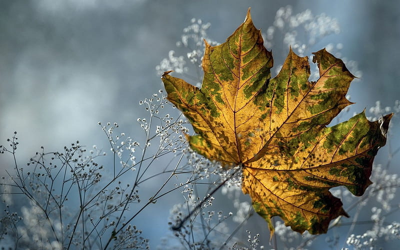 autumn, nature, grass, yellow leaf, HD wallpaper