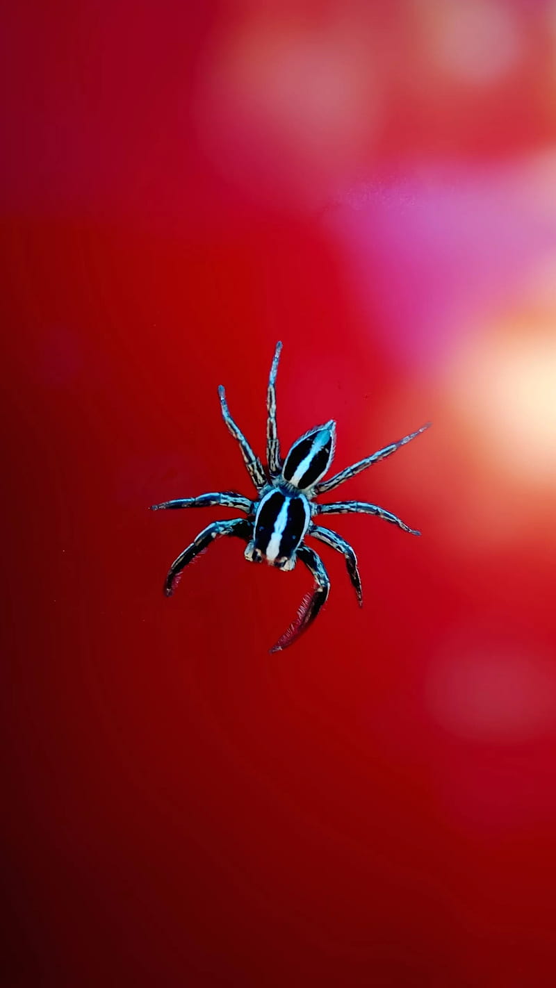 Spider, insects, red, spiders, HD phone wallpaper