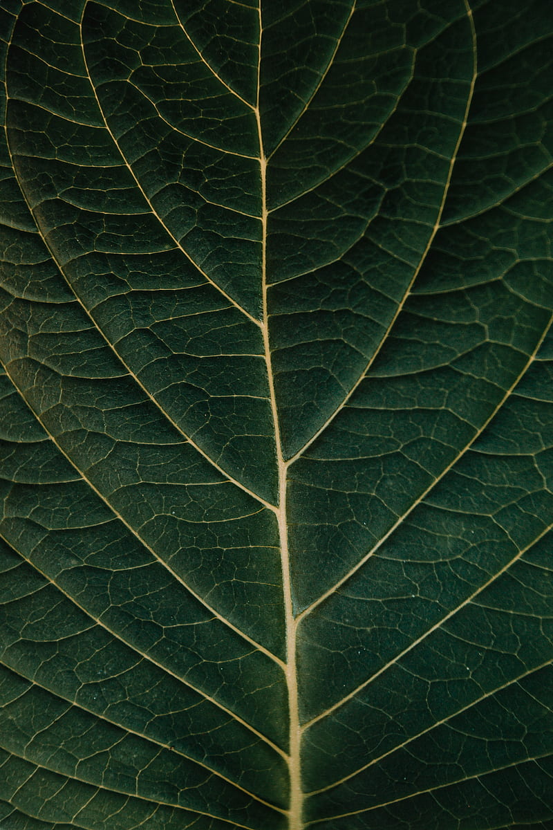 leaf, macro, veins, plant, green, HD phone wallpaper