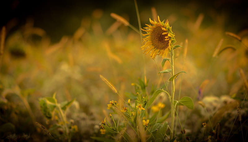 sunflower, flower, yellow, plant, field, HD wallpaper