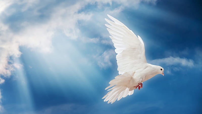 Dove of peace, doves, birds, heaven, white, clouds, sky, animals, blue, HD wallpaper