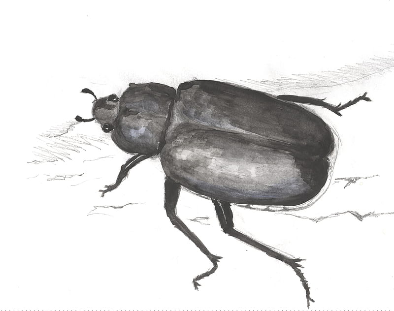 Eremit - Osmoderma Eremita, beetle, scarab, , eremit, wds, rose beetle, xxl, coleoptera, scaraboidea, HD wallpaper
