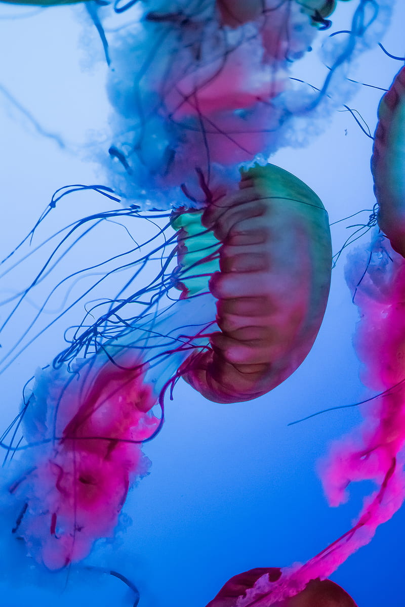 multicolored jelly fish, HD phone wallpaper