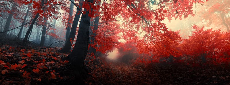 Red Autumn Trees Fog Ultra, Seasons, Autumn, Trees, Forest, Woods ...