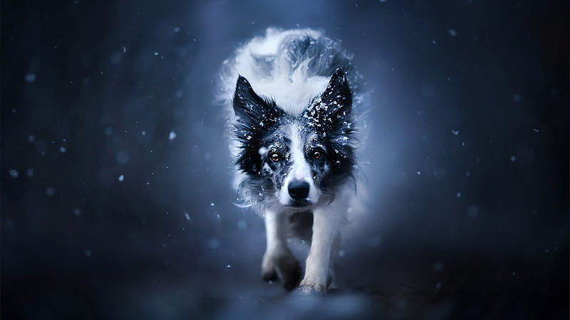 White Black Border Collie Dog Is Walking On Snow In Snow Falling Background Dog, HD wallpaper