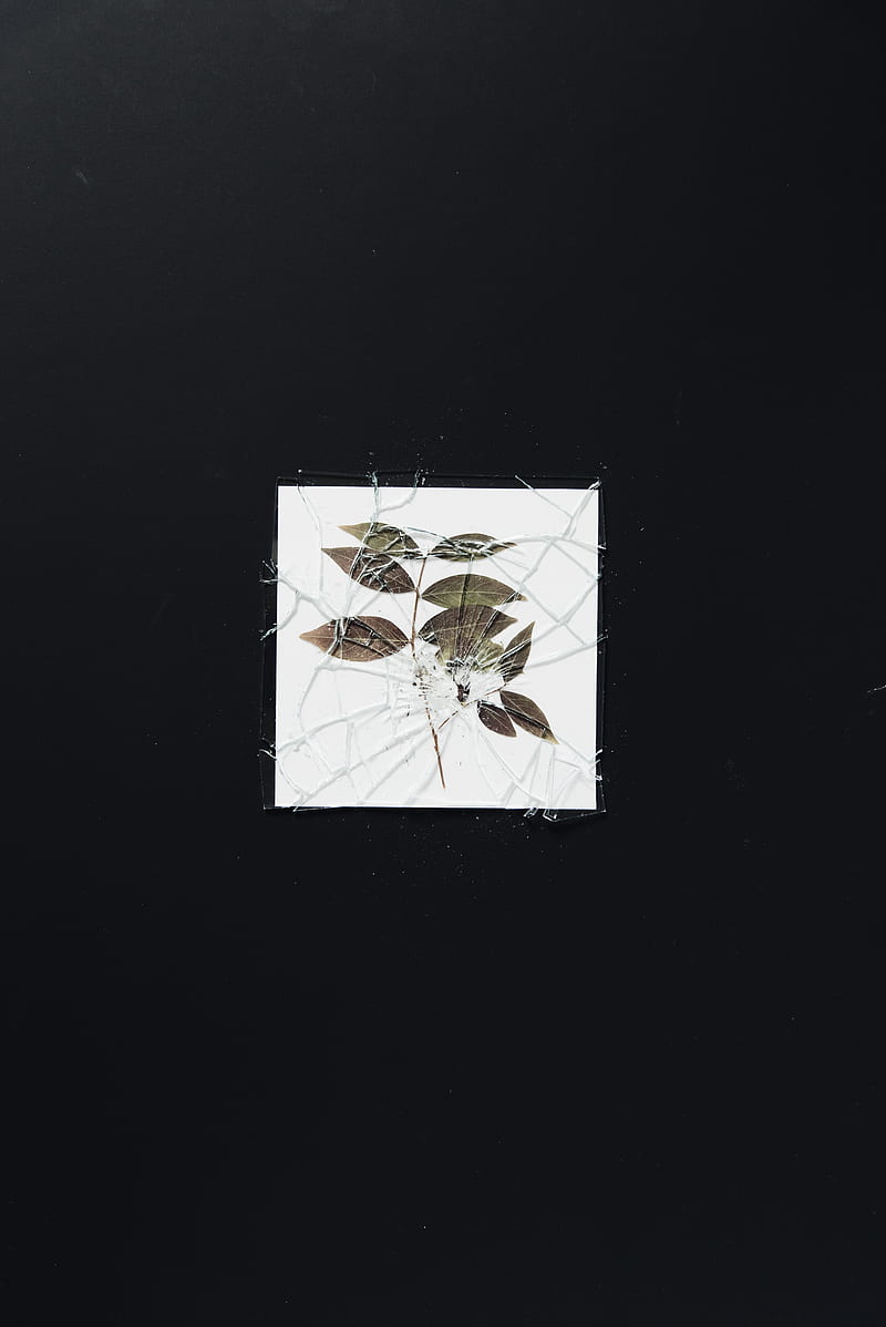 herbarium, glass, broken, shards, branch, HD phone wallpaper