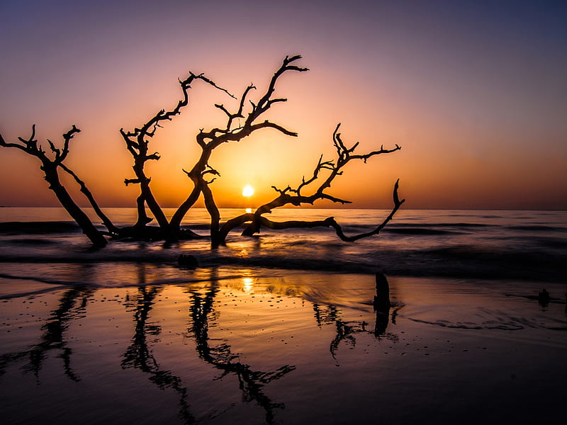 Sea Sunset, driftwood, beach, nature, sunset, island, sea, HD wallpaper