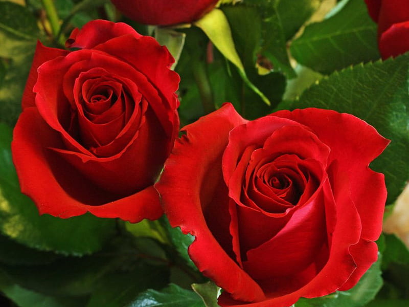 Andes Noticias de última hora Escudero Hermosas rosas rojas, rosas rojas, rosas, románticas, amor, Fondo de  pantalla HD | Peakpx