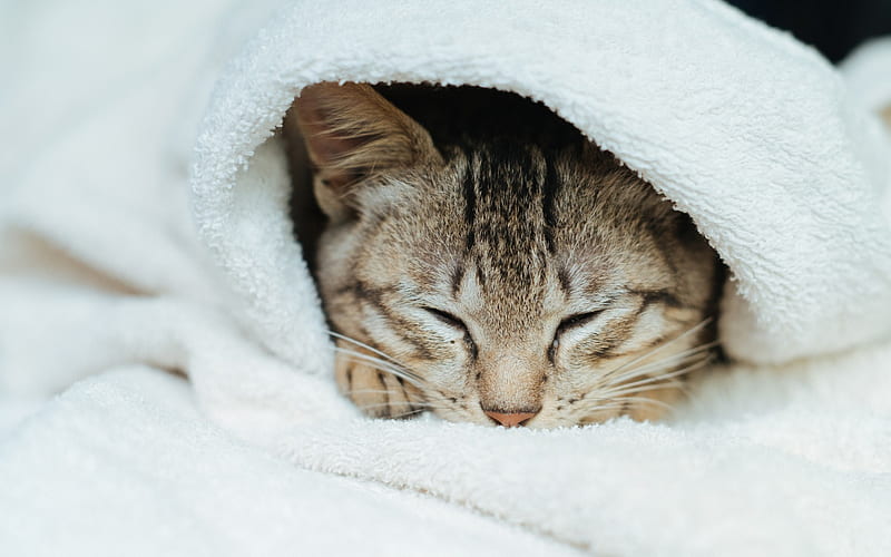 American Bobtail, domestic cat, sleeping cat, cute animals, cats, HD wallpaper