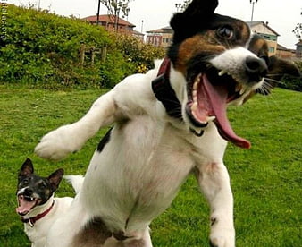 Crazy dog, funny, crazy, animals, dogs, HD wallpaper | Peakpx