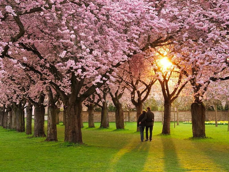 Springtime Stroll, pretty, lovely, romantic, spring, trees, pink, couple, stroll, HD wallpaper