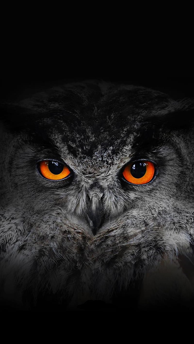 HD owl eye wallpapers | Peakpx