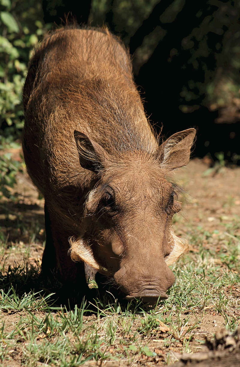 Brown wild boar, daytime, domestic pig, grass, green, suidae, vertical, warthog, HD phone wallpaper