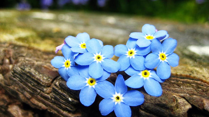 Forget me not Flowers, forget me nots, love, heart, flowers, nature, blue, HD wallpaper