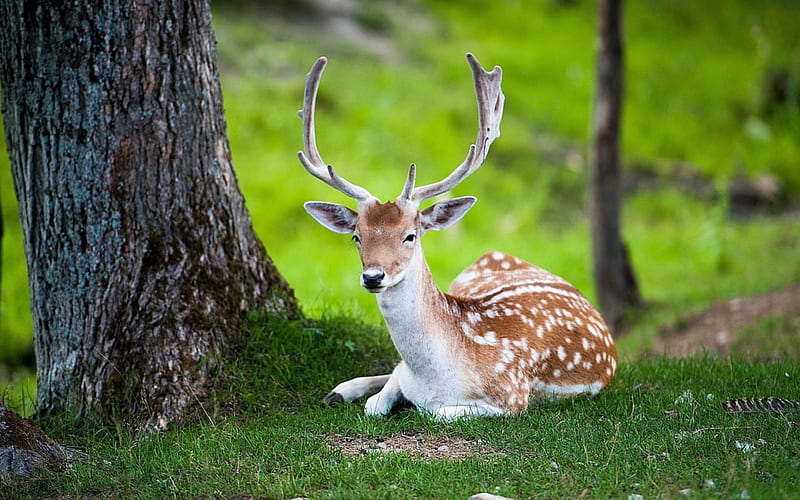 Beautiful Deer, nature, grass, animals, deer, HD wallpaper