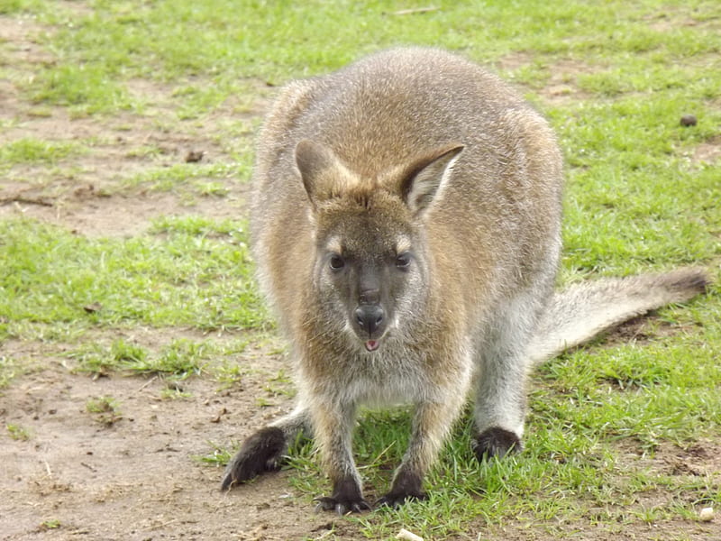 Jumping Wallaby, wallaby in field, wallaby, animal straight on, HD wallpaper