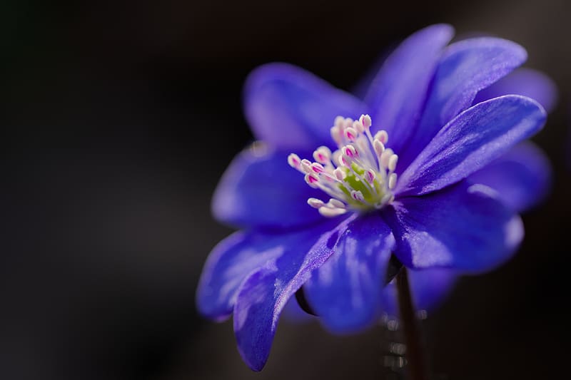 hepatica, flower, petals, blue, HD wallpaper