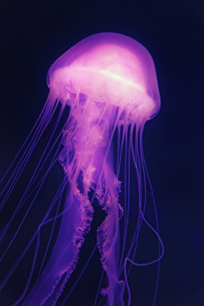 Jellyfish, animal, bonito, colorful, fish, jelly, jelly fish, purple, sea jelly, underwater, HD phone wallpaper