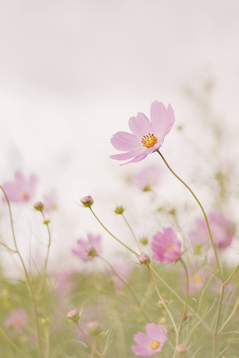 pink cosmos flower in bloom during daytime, HD phone wallpaper