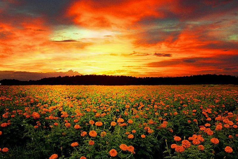 Ranunculus Fields in San Diego, California, ranunculus, flowers, nature, sunset, clouds, sky, field, HD wallpaper