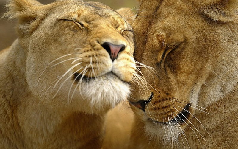 LOVING LIONS, female, male, felines, content, loving, graphy, nature, cats, lions, HD wallpaper