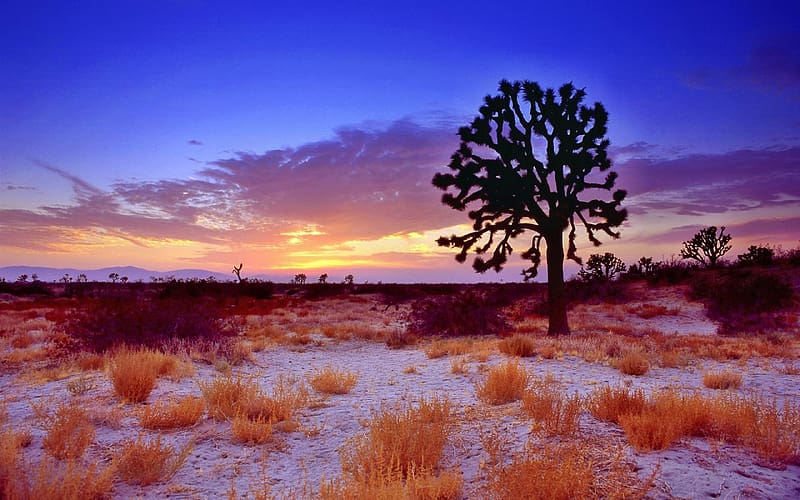 Landscape, Nature, Sunset, Desert, Usa, Tree, Sunrise, , California, Joshua Tree, Mojave Desert, HD wallpaper