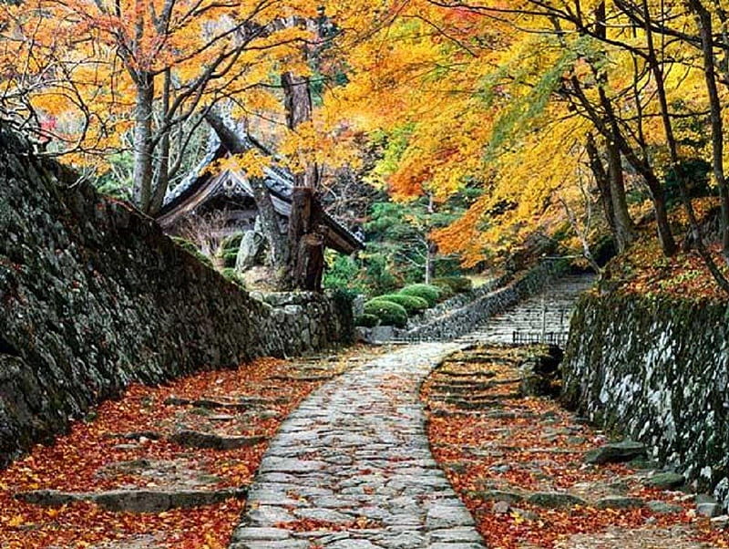 Japan in fall, fall, autumn, japan, tea house, trees, HD wallpaper