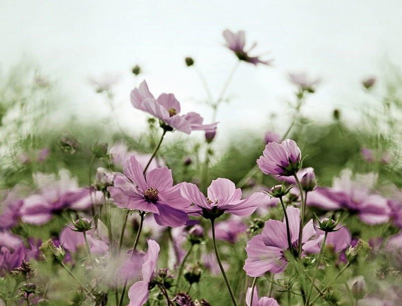cosmos field, grass, flower, summer, shrub, cosmos, pink, field, HD wallpaper