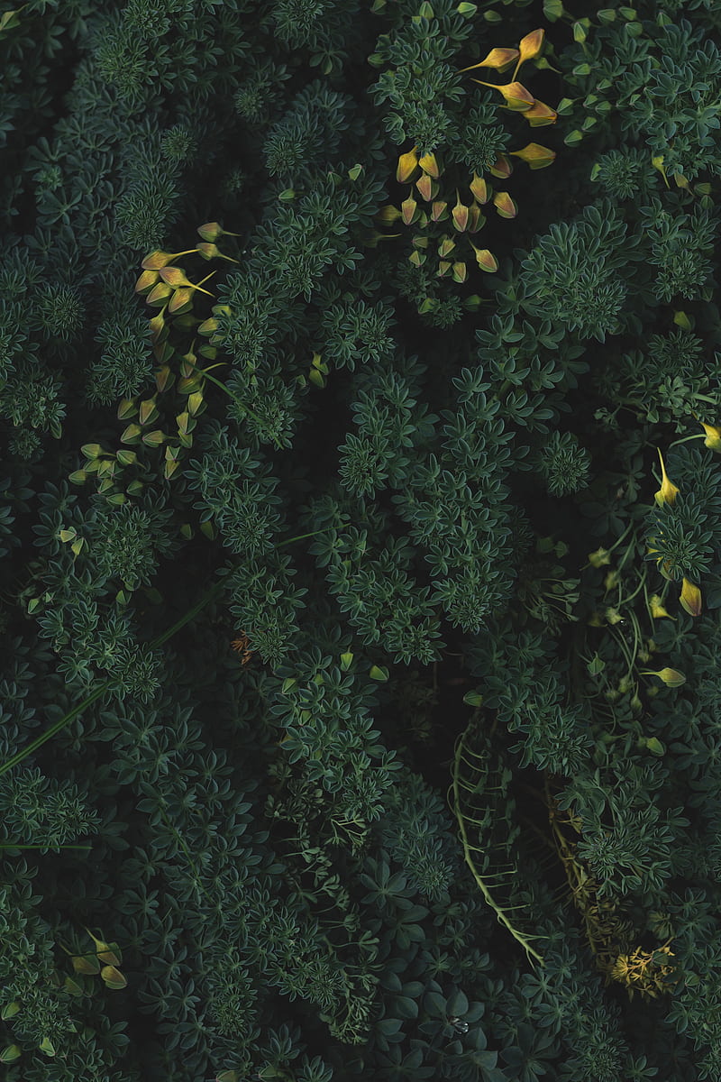 plants, leaves, green, vegetation, HD phone wallpaper