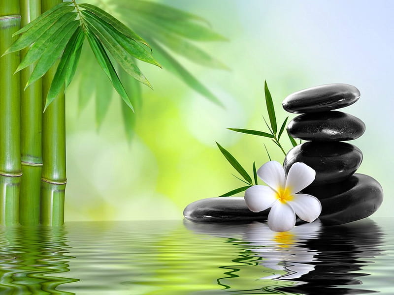 White frangipani, Water, Bamboo, Stones, Flower, HD wallpaper