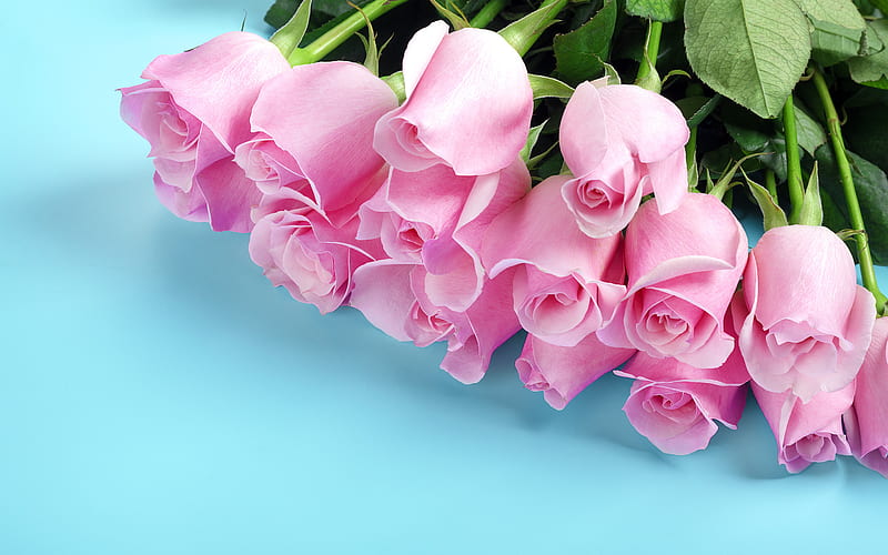 pink roses, blue background, large bouquet of pink roses, beautiful pink flowers, roses, HD wallpaper