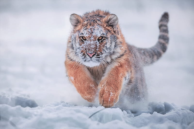 Siberian Tiger In Snow, siberian-tiger, tiger, animals, snow, winter, HD wallpaper