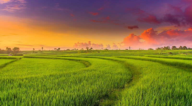 Green Paddy Field Ultra, Nature, Landscape, Green, Scenery, Field, Rice, Paddy, HD wallpaper