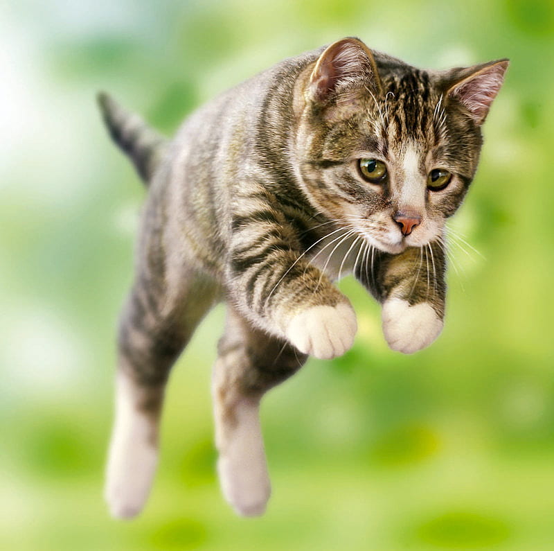 Jumping cat, funny, cat, jumping, animals, HD wallpaper