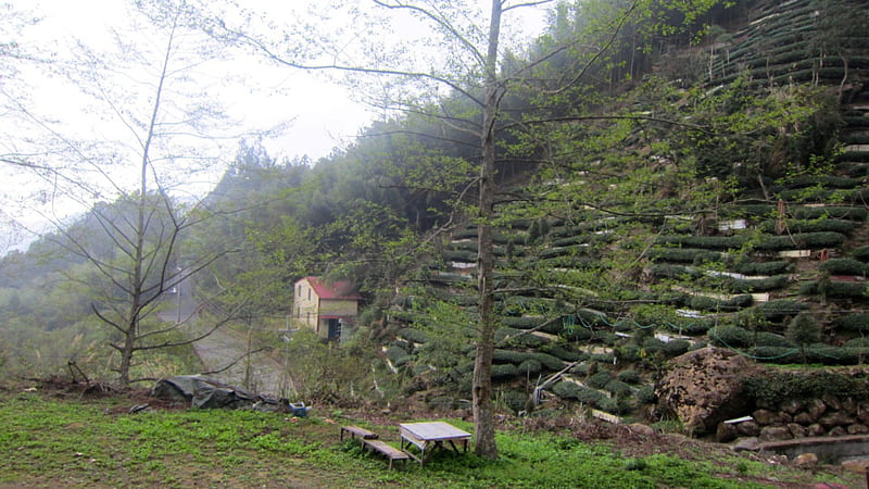 Mountain slope tea plantation, tree, Mountain slope, house, tea plantation, HD wallpaper