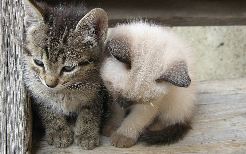 small kittens, Birman kitten, small gray cat, domestic cats, pets, HD wallpaper