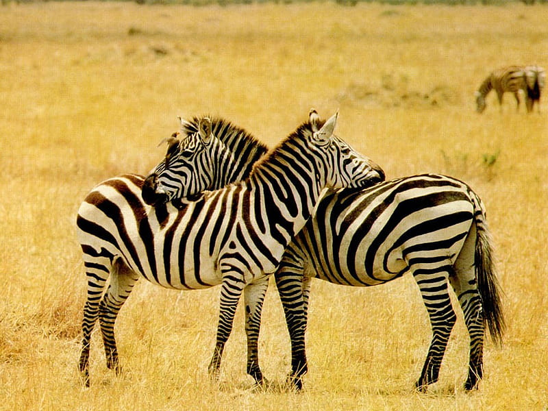 Friendship, two, zebras, zebra, africa, HD wallpaper
