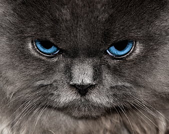 Angry Cute Cat wallpaper by border_100 - Download on ZEDGE™