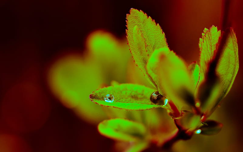 water drop on green leaves-Plants, HD wallpaper